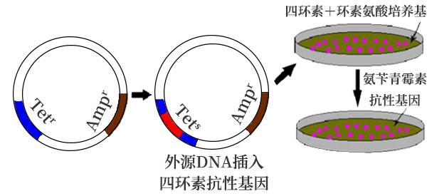 抗生素筛选