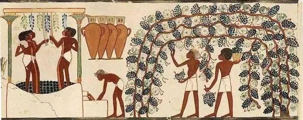 古埃及人酿造葡萄酒的过程
