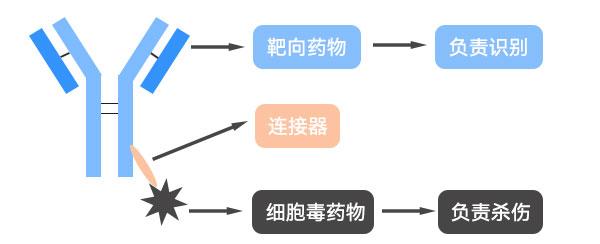 ADC药物治疗示意图