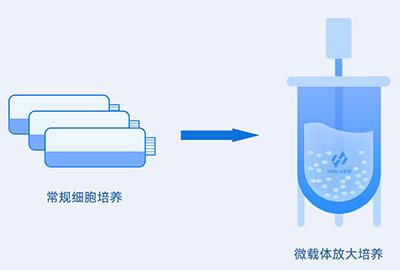 微载体培养过程